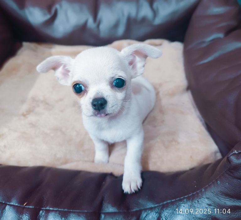 Piesek rasy chihuahua