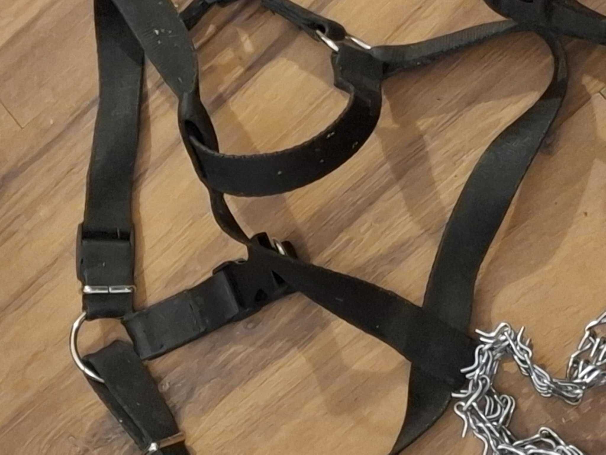 Smycz Flexi GIANT taśma 8m xl plus dodatki
