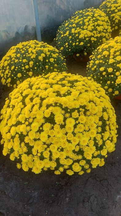 Chryzantemy drobnokwiatowe od producenta