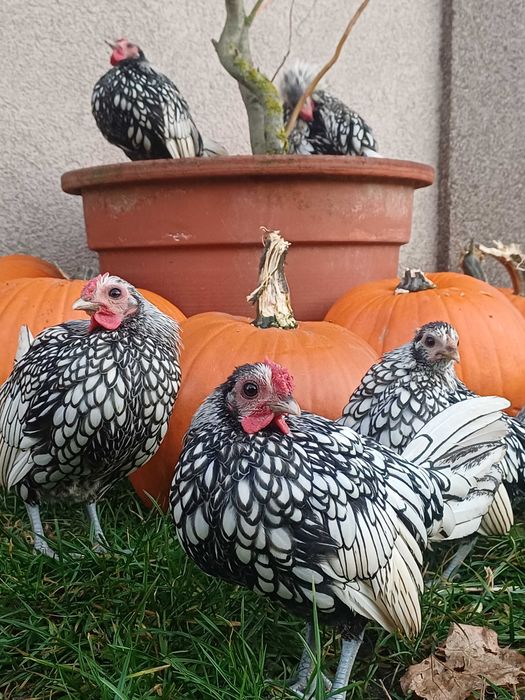 Koguty sebrytki srebrnej tegoroczne