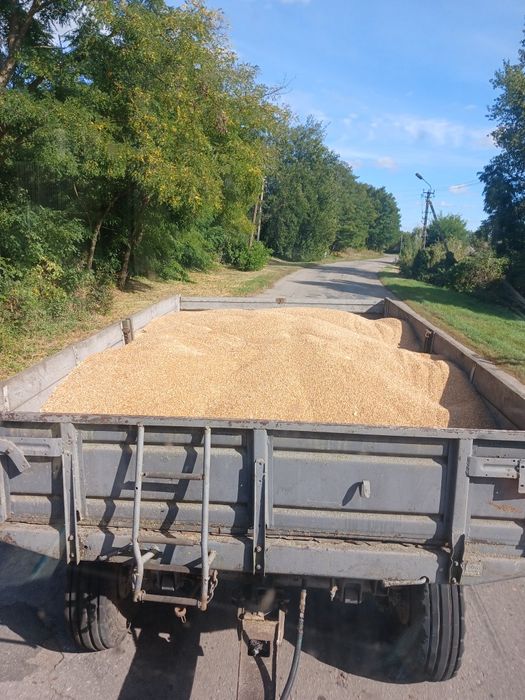 Пшениця урожай 2025