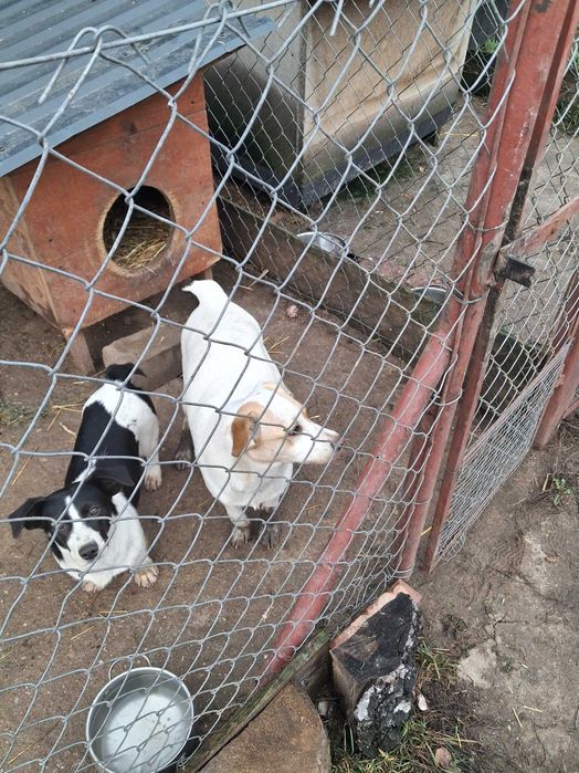 Oddam 2 suczki w wieku 5 mieśency