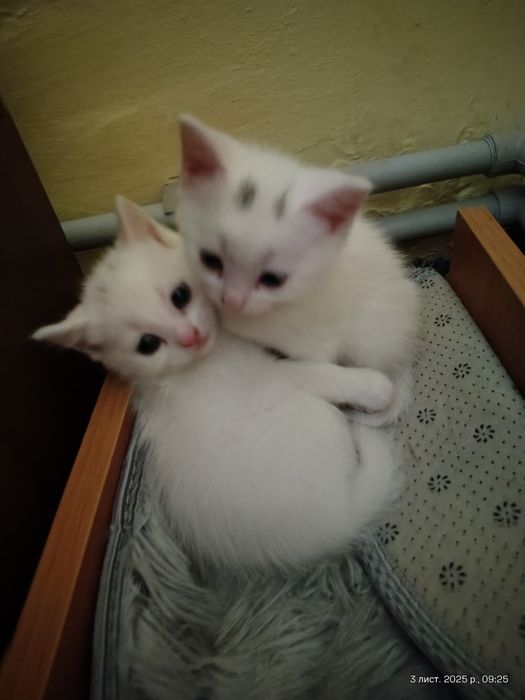 Кошенята від мами шотландки