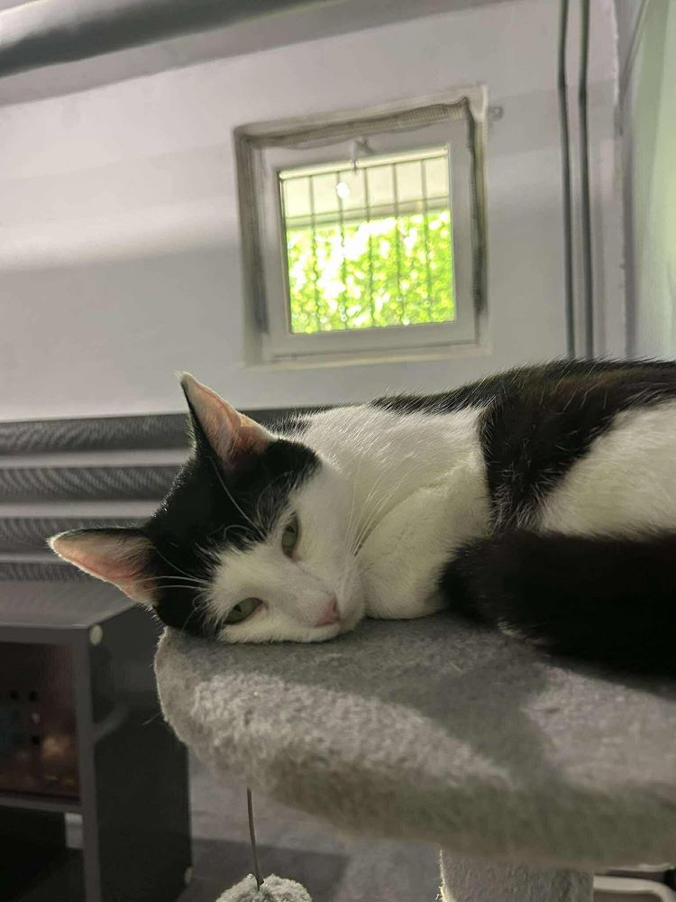 Kochana Ele poleca sie do adopcji