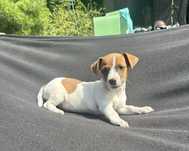 Piesek Szczeniak Jack Russell Terrier gotowy do odbioru z Rodowodem