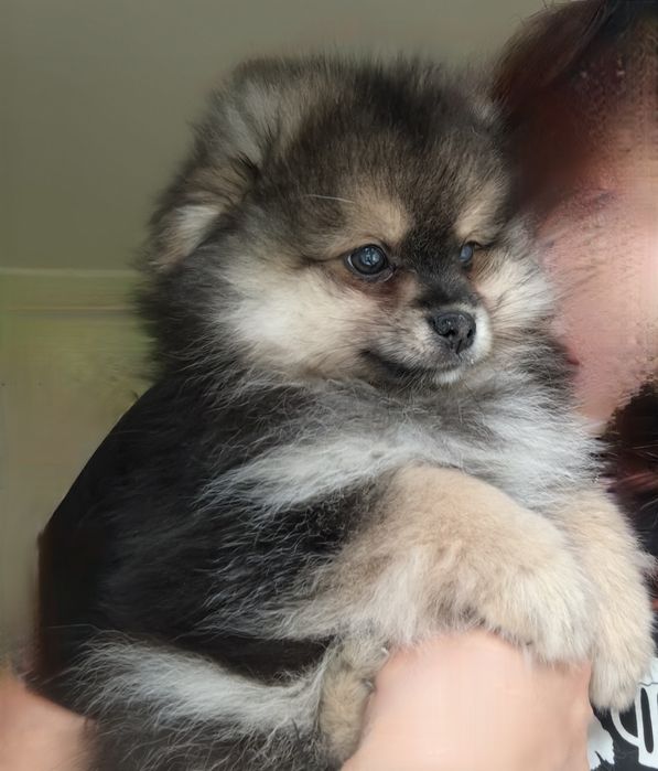 Szpic miniaturowy Pomeranian