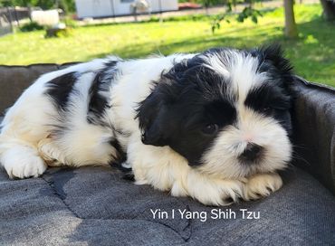 Shih Tzu piesek