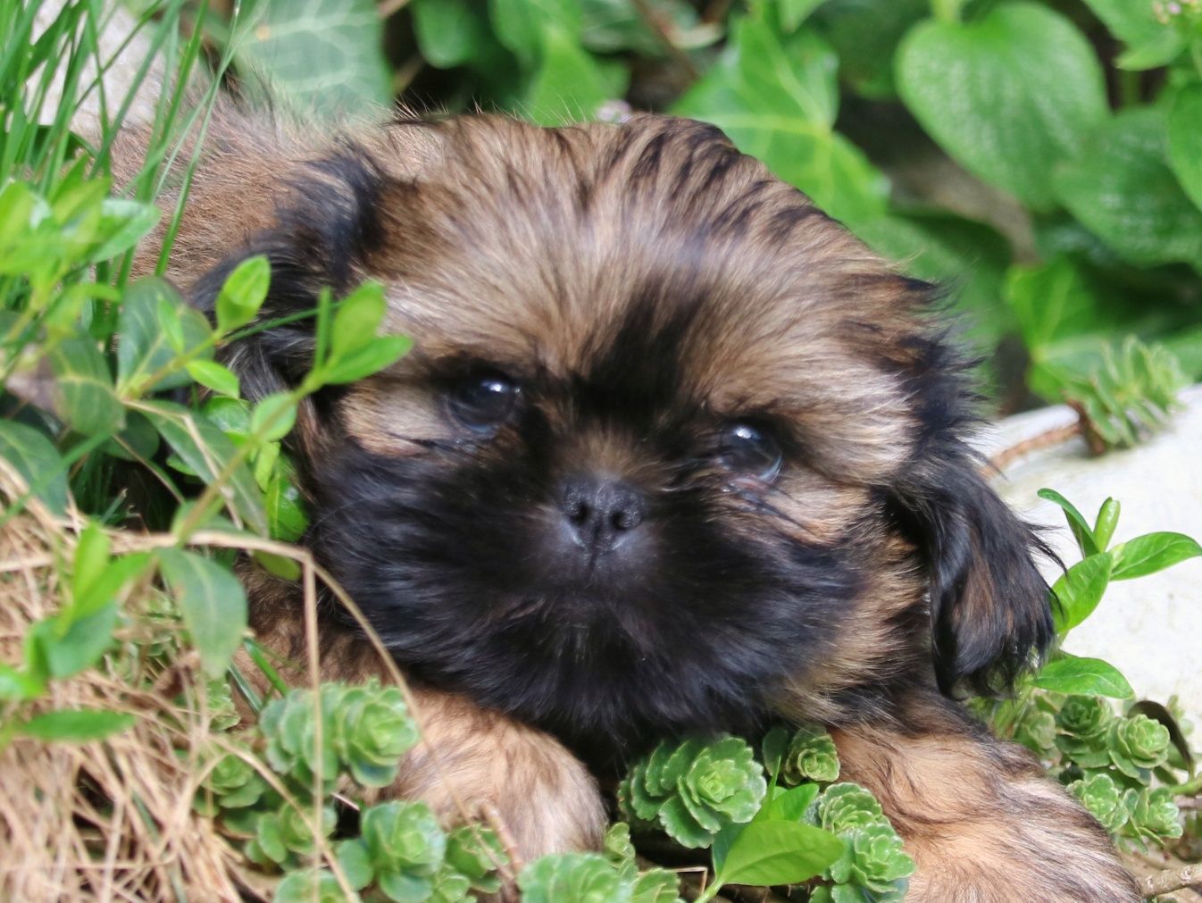 Przepiękny połowy piesek Shih tzu.