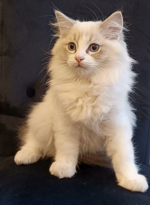 Śliczny Kocurek Ragdoll