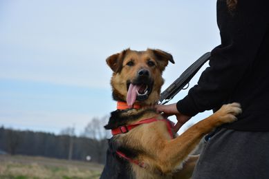 Adopcja psa ze schroniska w Miedarach