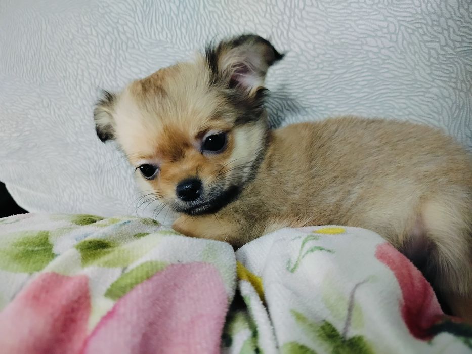 Chihuahua piesek/rezerwacja