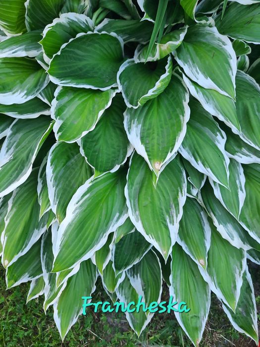 Саджанці  хости, церсиса,гейхери,лаванди