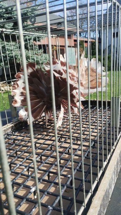 Pawiki gołębie ozdobne