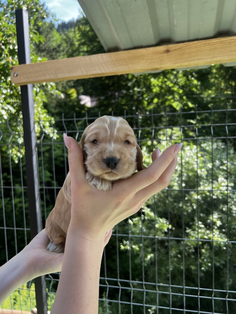 Piesek Cocker Spaniel angielski czekoladowy