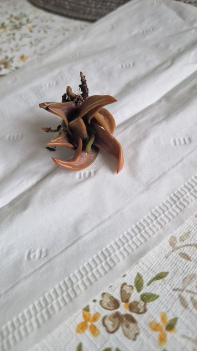 сукулент хавортія