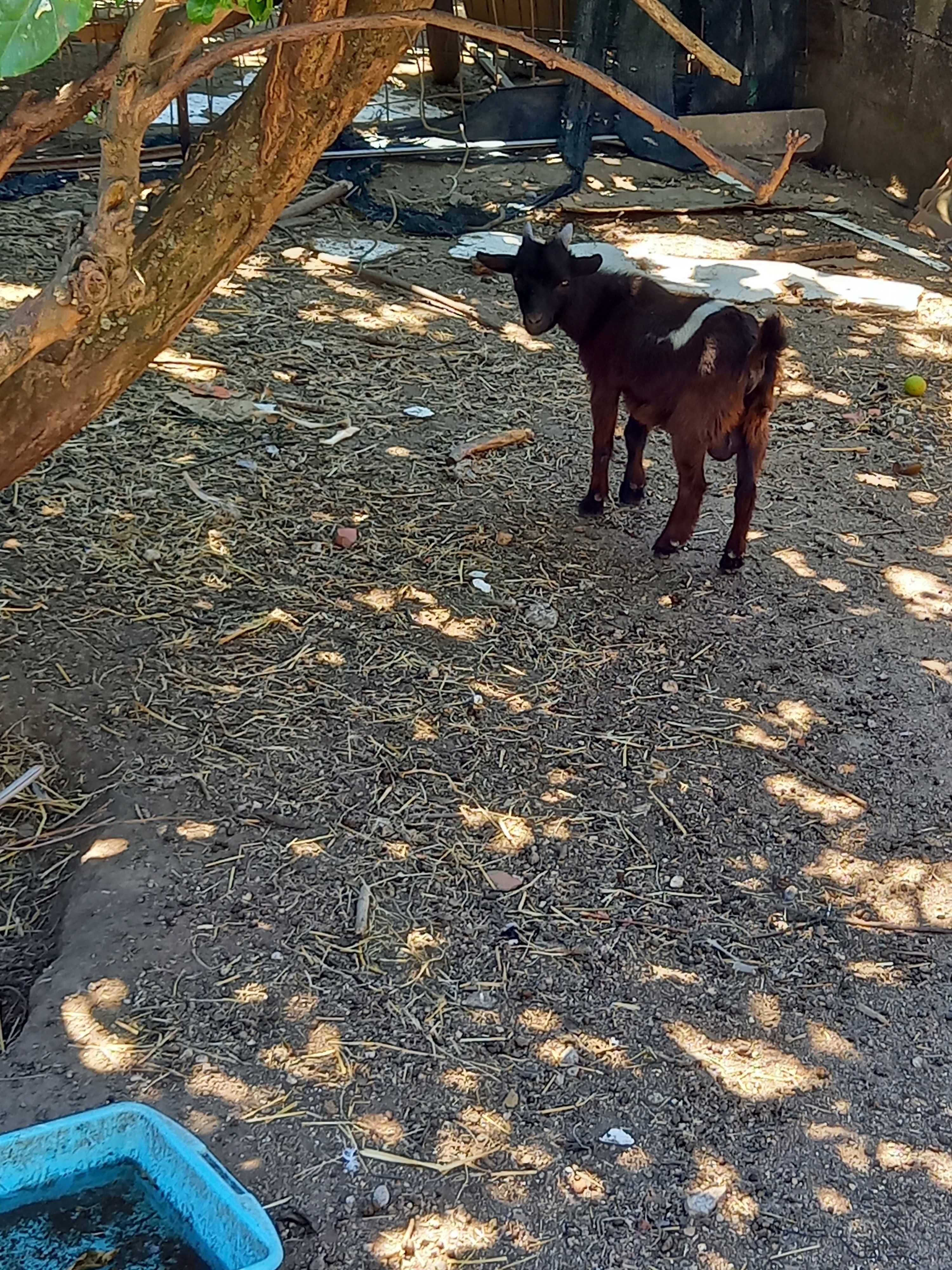 Cabrito anao com 5 meses