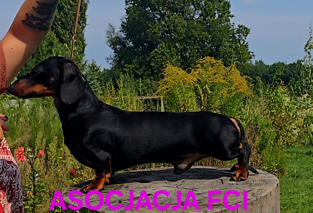 Jamnik Krótkowłosy Króliczy . Maleńki piesek.