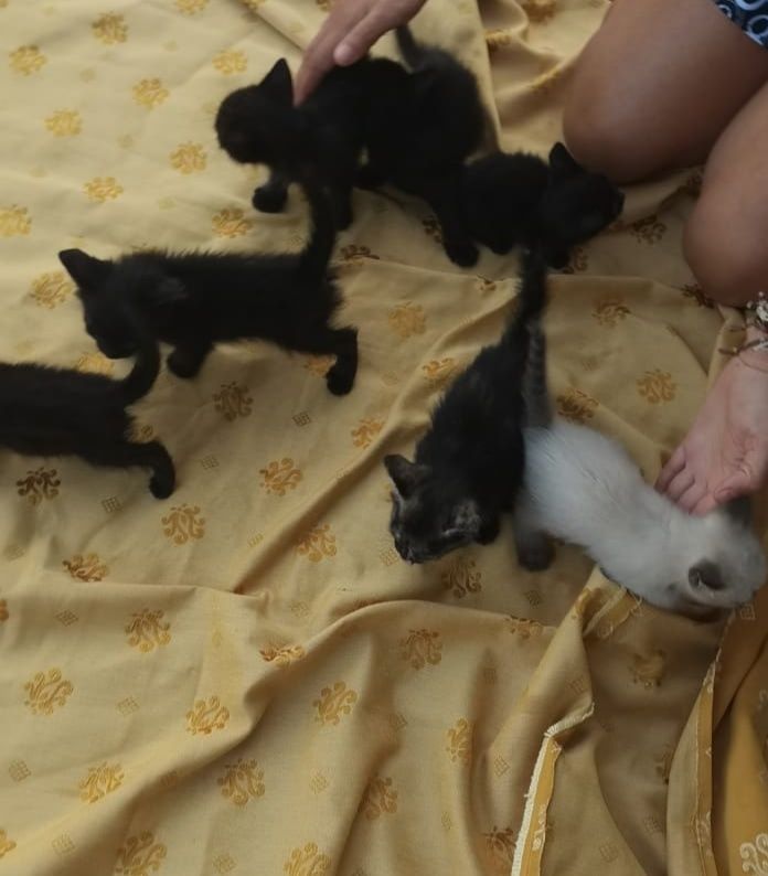 Gatinhos a precisar de um Lar