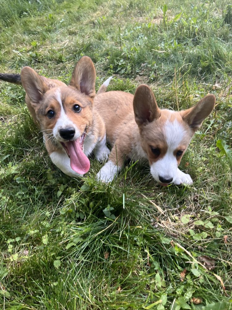 Welsh Corgi Cardigan - Aberforth, chłopiec