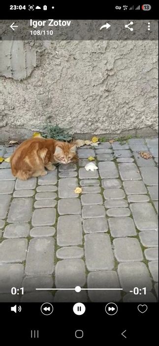 Отдам бесплатно котят