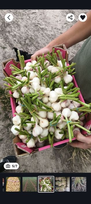 Czosnek Jarus wiosenny od Rolnika