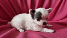 Chihuahua suczka długowłosa