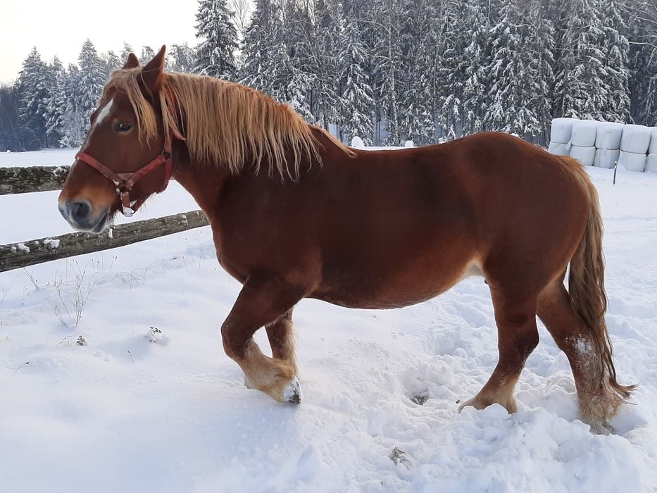 Dwie klacze zimnokrwiste. Księga główna.