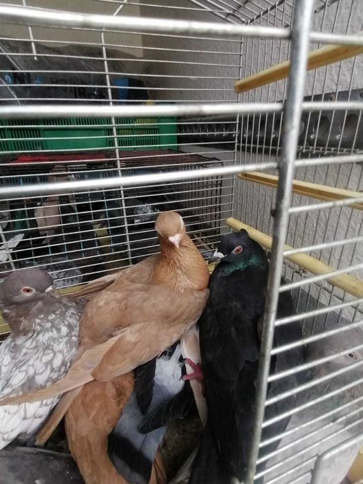 Gołębie pocztowe i inne