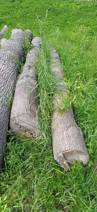 Lipa w klocu - 2 szt. świeżo ścięta