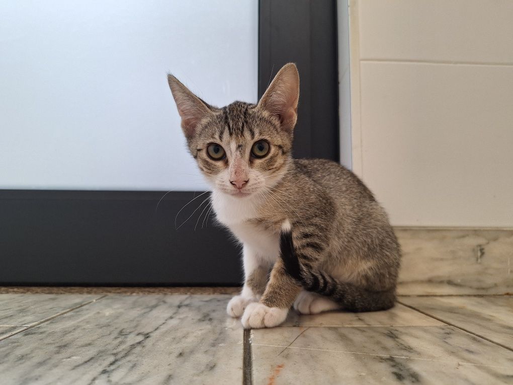 Hilda, para adoção
