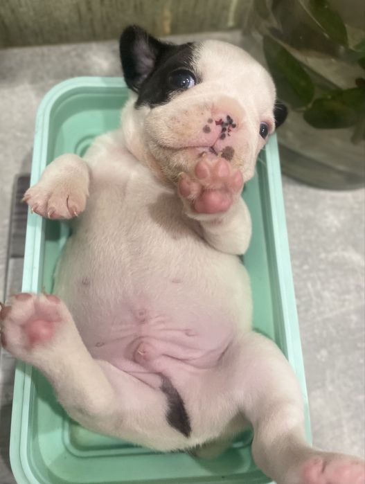 Цуценята французького бульдога