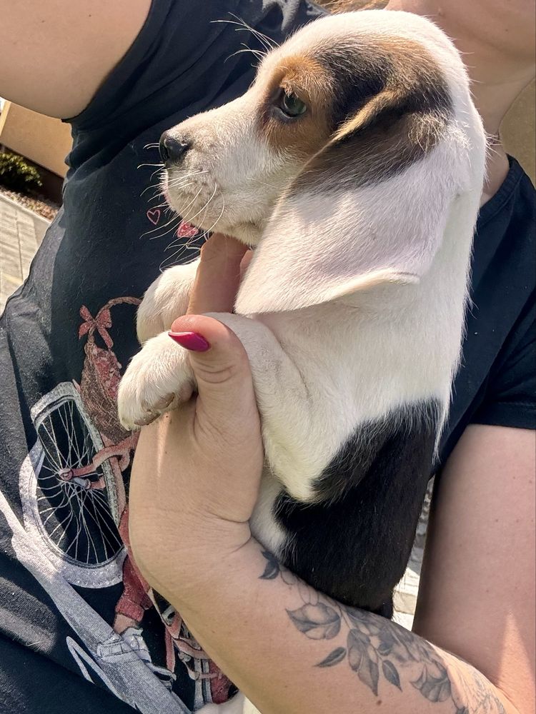 Beagle szczeniak chlopiec