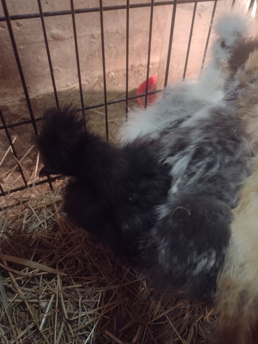 Silka. Ptaki ozdobne. Silka Jedwabista 2023