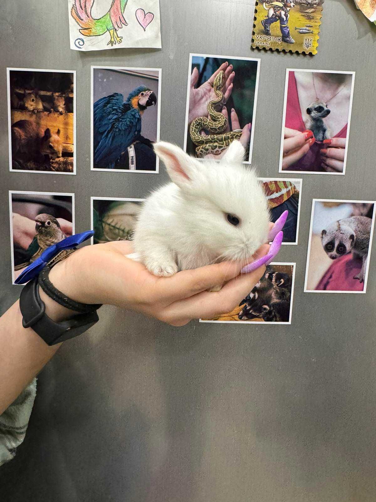 Білий кролик, білі кролики карликові ручні, кроленята