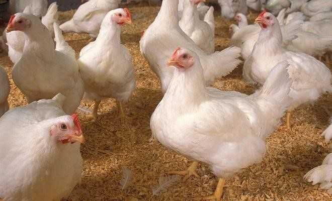 инкубационое яйцо бройлера Кобб 500 (Импорт)