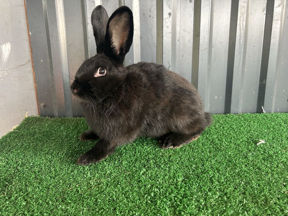 Wiedeński czarny z rodowodem.