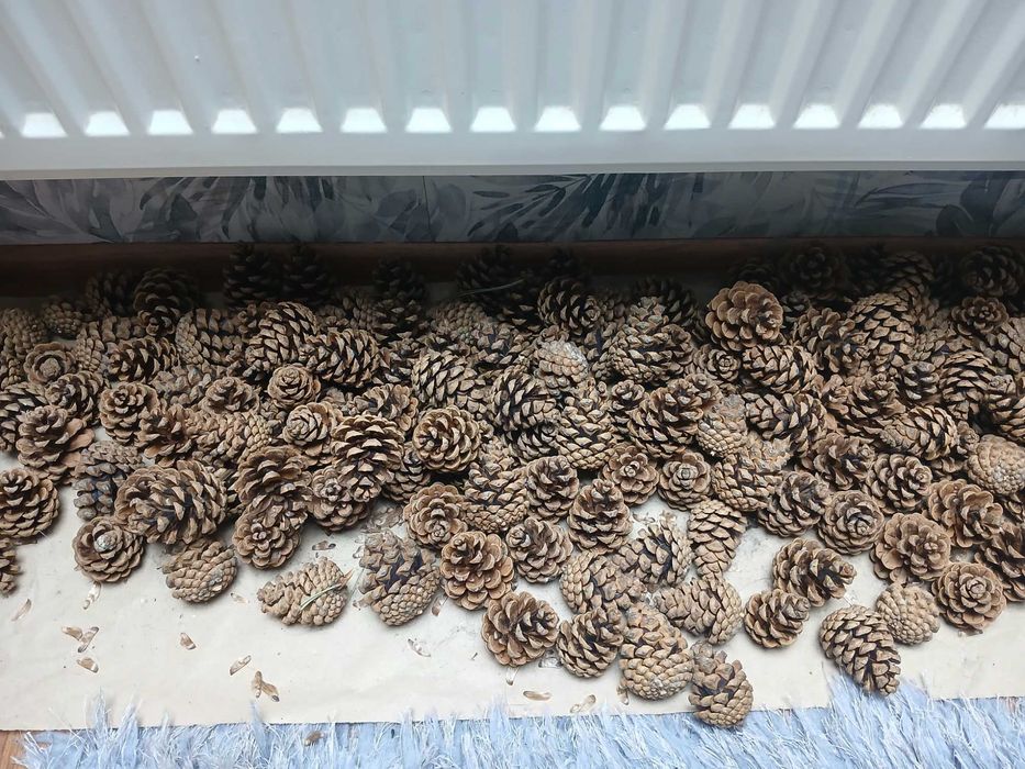 szyszka sosnowa duża