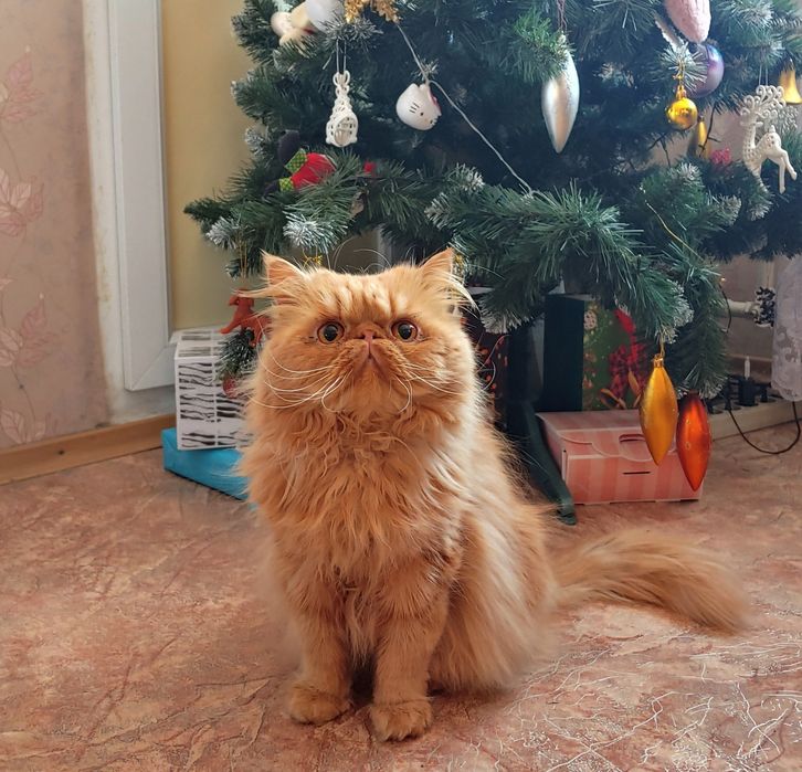 В'язка, персидський кот