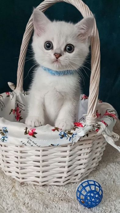 Котенок : Милый котошиншилленок.