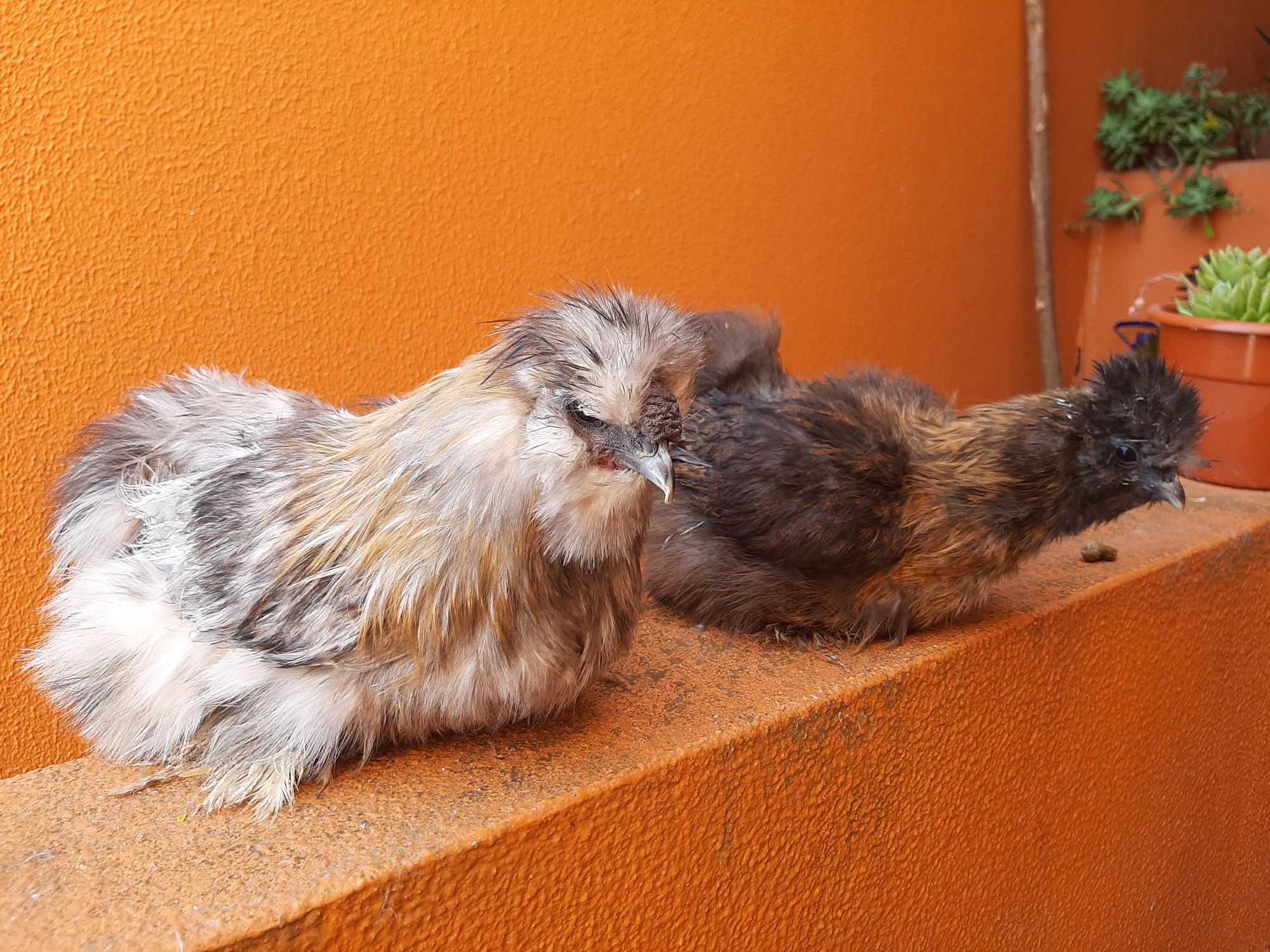 Galinhas Sedosas barbudas OVOs