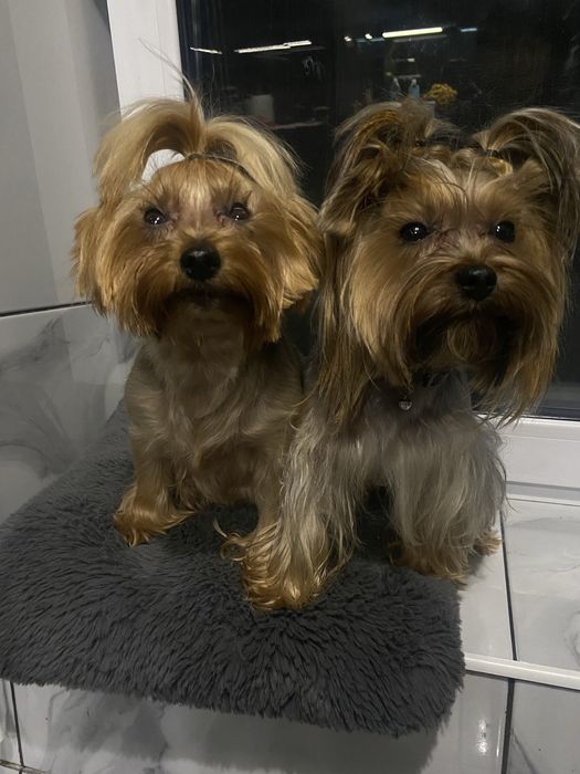 Розкішна мікро дівчинка yorkie baby fase