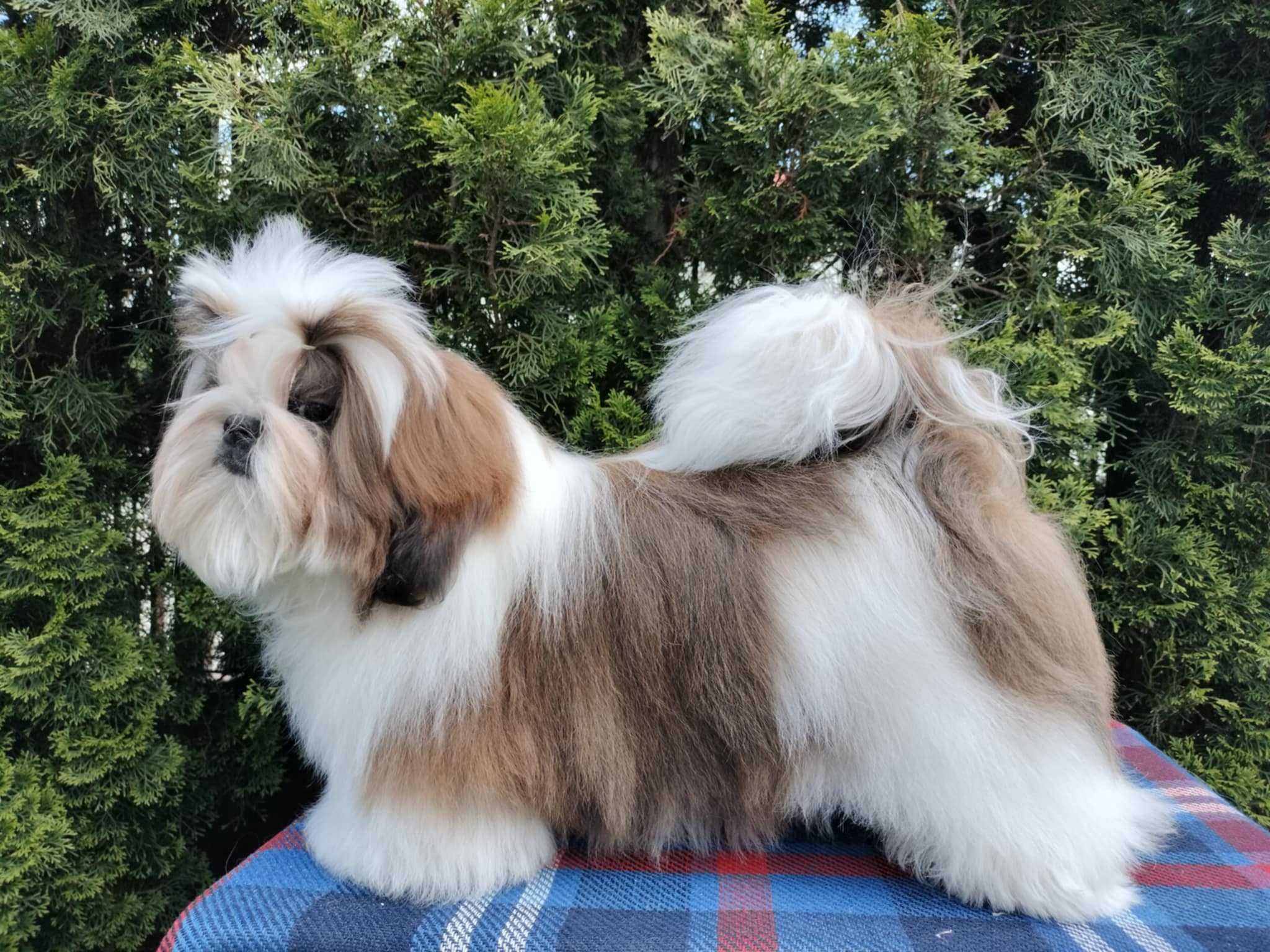 Śliczny odchowany piesek shih tzu ZKwP FCI