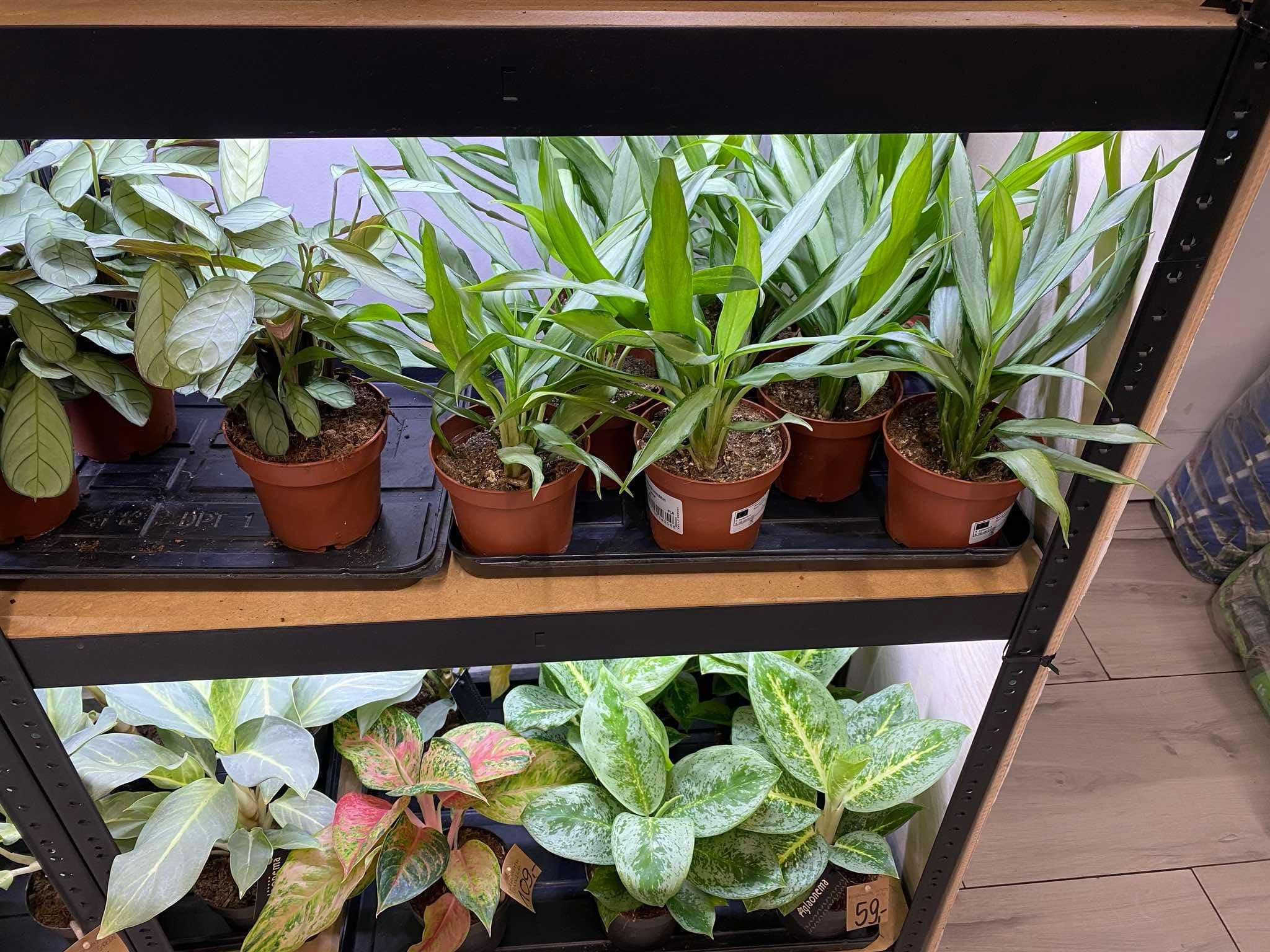 Aglaonema White Lance