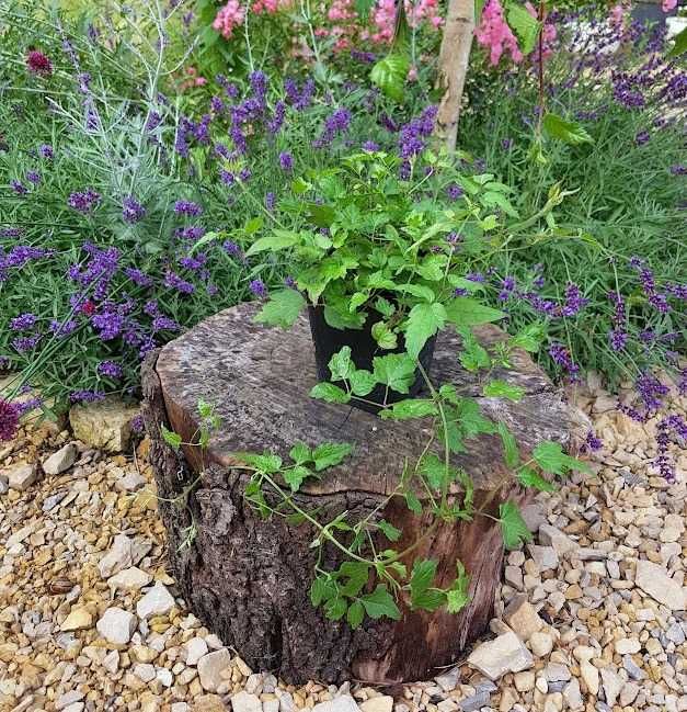 Powojnik bylinowy clematis 1 szt. 1L K07