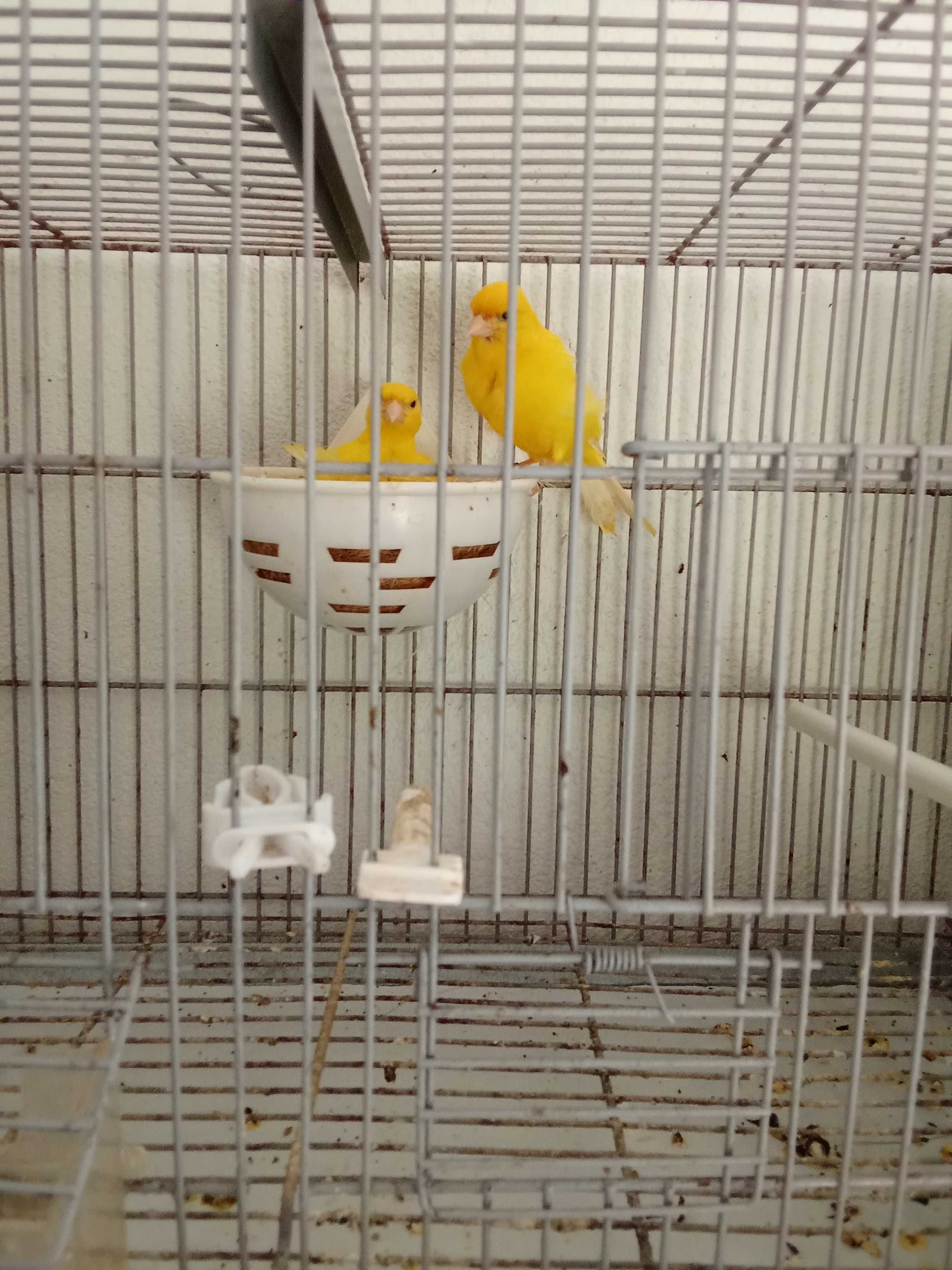 Casal de canários amarelo