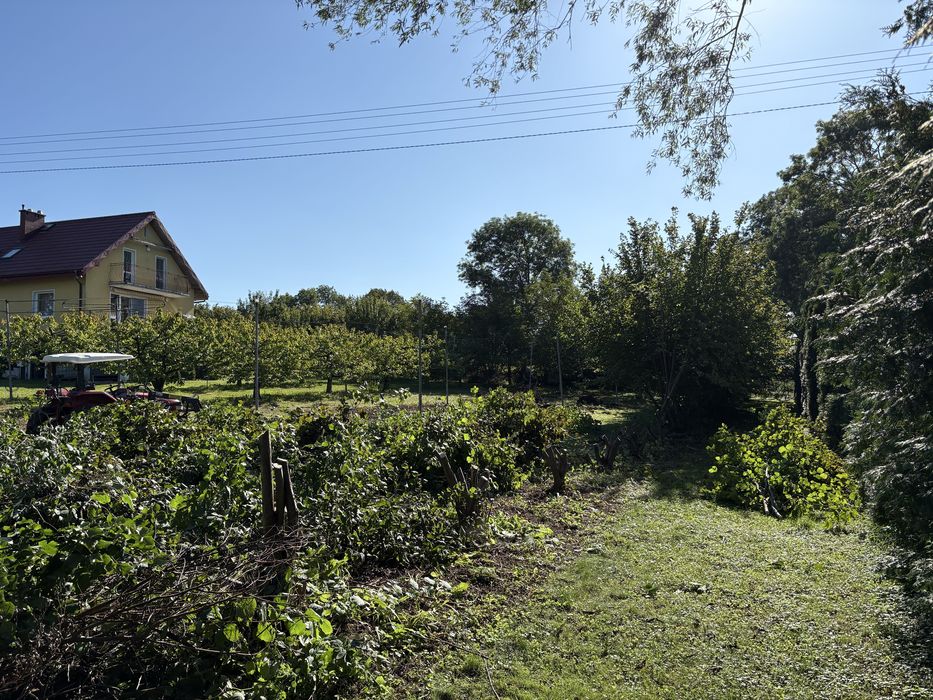 Galezie i Korzenie - Duza Ilosc
