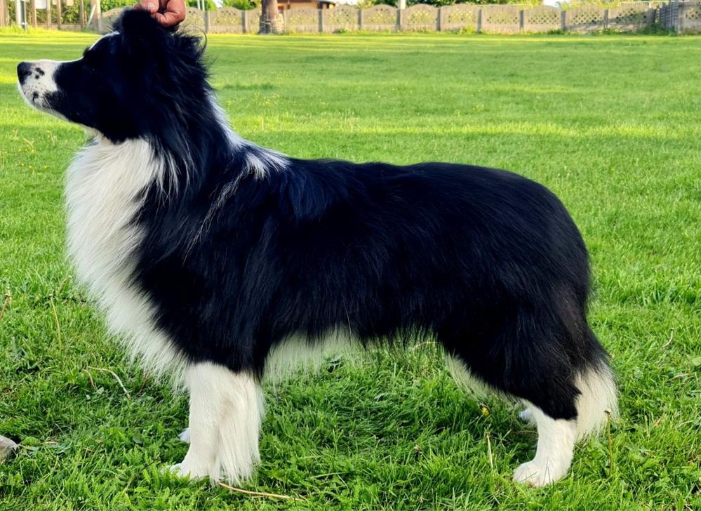 Border collie FCI suczka   linia show