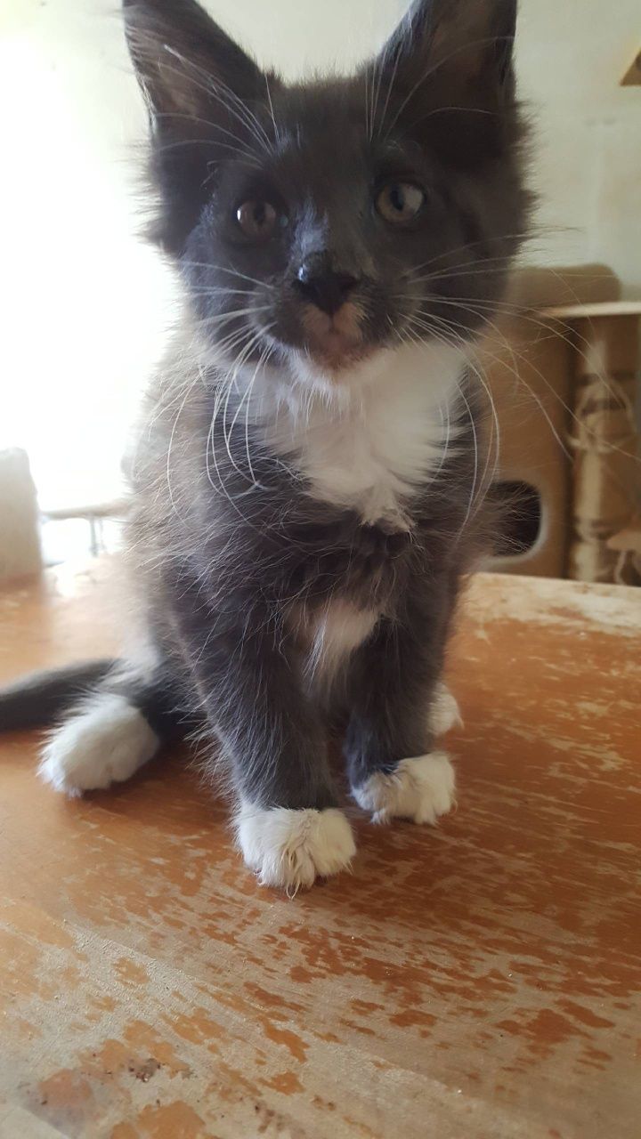 Kocurek Maine Coon
