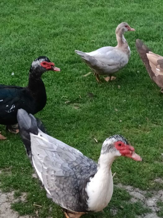 Sprzedam kaczki i kaczory