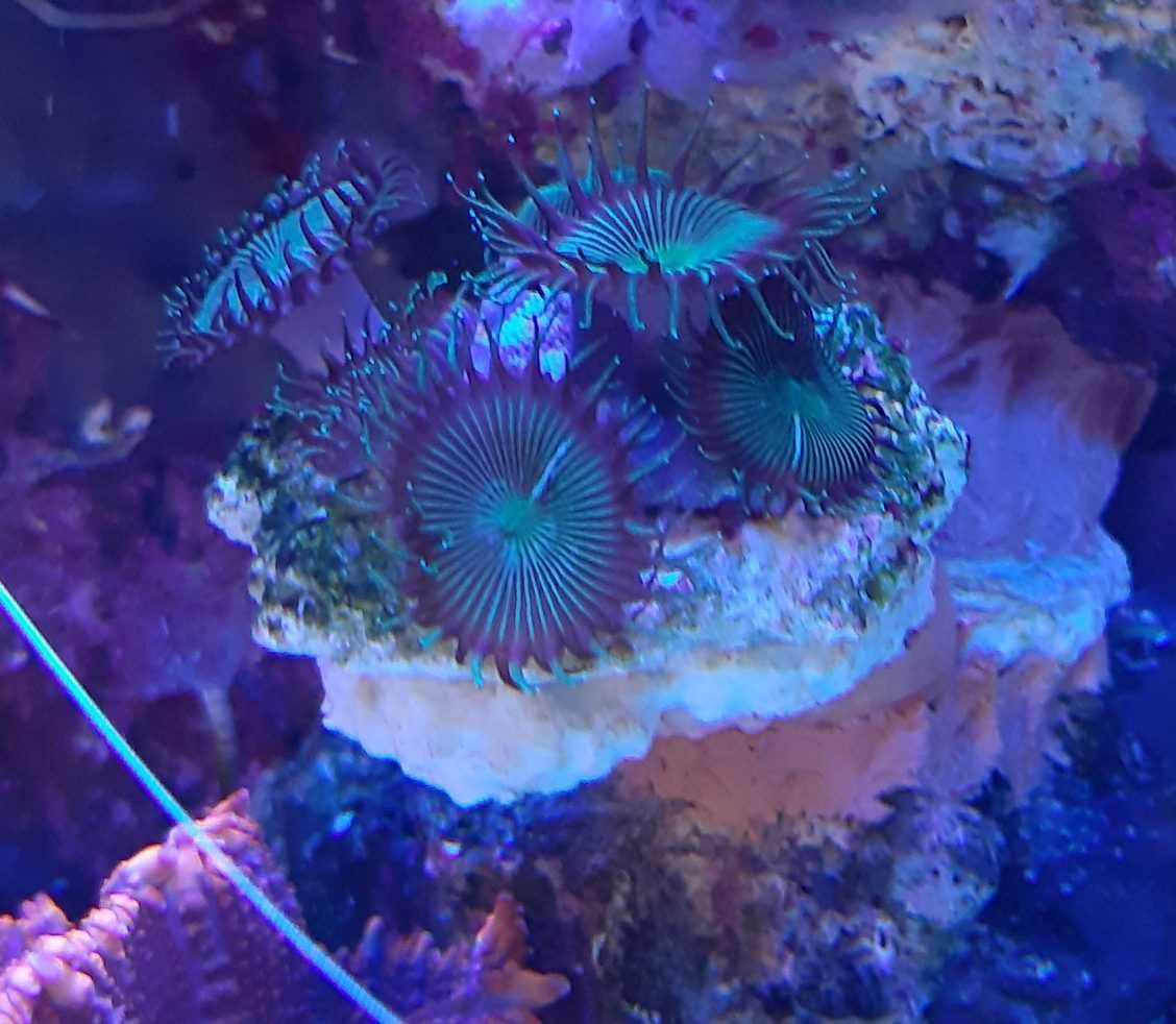 Koralowiec, palythoa ciemnozielone_6,morskie